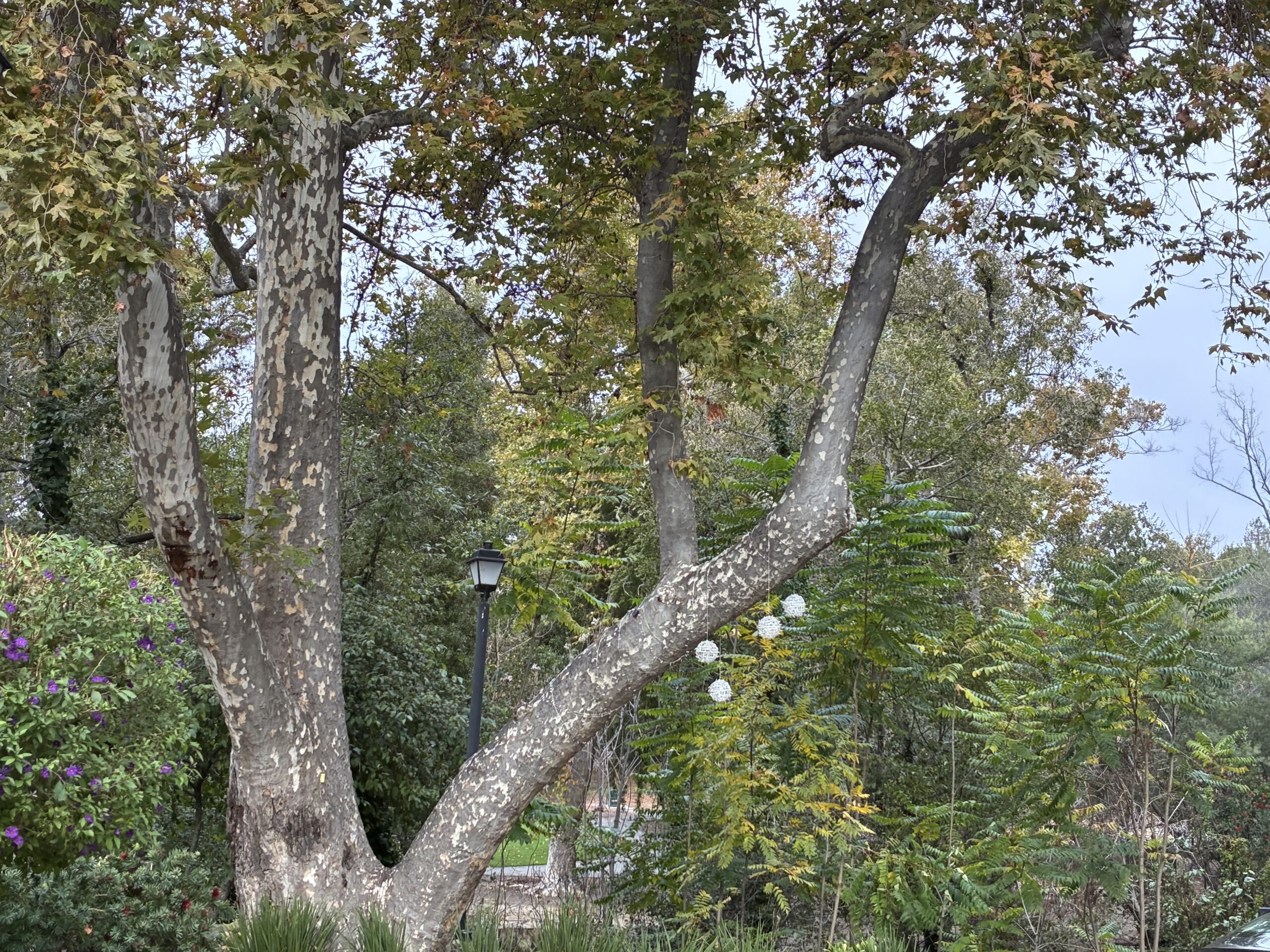 A large tree with mottled bark stands in a green garden. White spherical decorations hang from a branch, and a black lamp post is visible among various bushes and smaller trees in the background.